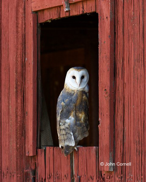 Owl;Tyto alba;Barn Owl;Birds of Prey;Curved Beak;Hunter;Hunters;Predator;Predatory;Talon;Talons;Raptor;Raptors;portrait;one animal;close-up;color image;photography;day;outdoors. Wildlife;birds;animals in the wild;avifauna;eye;nature;wild;wilderness;looking;perching;perched;watch;watchful